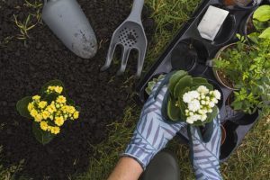 jardinero sujetando planta para ser plantada.